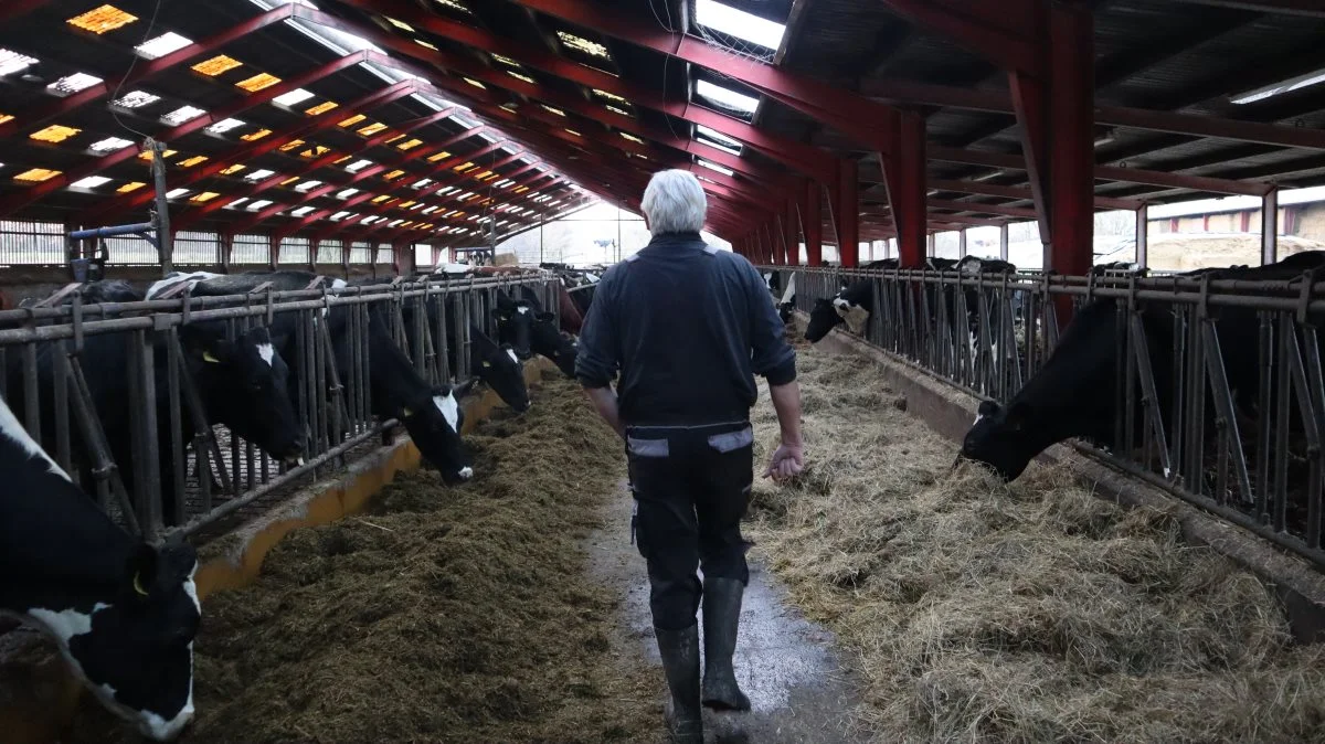 Det er især danske kvægbønder og stivelseskartoffelproducenter, der mister penge med den kommende reform af landbrugsstøtten. 