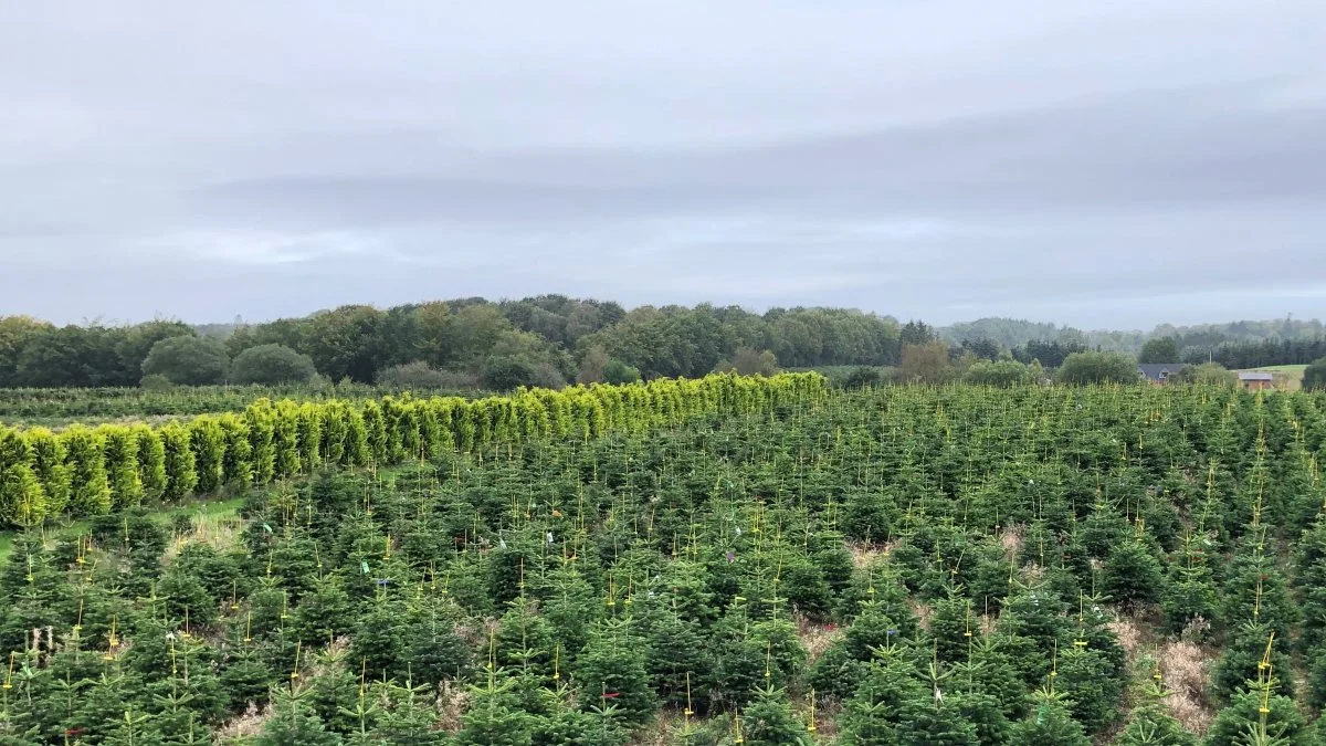 Global Nature Trees har juletræer på 450 ha, heraf 50 ha som dyrkes efter økologiske principper.