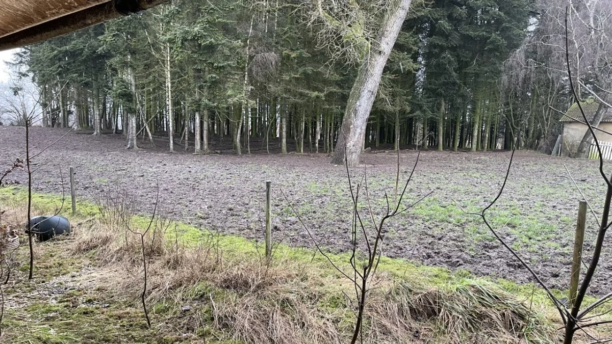 Køer og kalve har til hverdag adgang til arealer og skoven omkring ejendommen. Om sommeren bruges dyrene til naturpleje, hvor de afgræsser naturarealer nær byen.