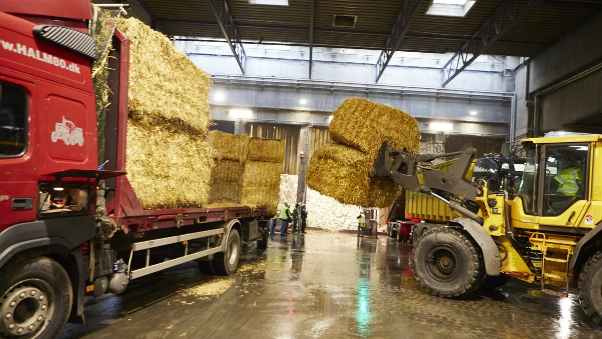 Levering af halm til varmværk. 
- Idet Danmark er ene om at have en betydelig anvendelse af halm til opvarmning, er der ikke andre europæiske lande at omsætte den nye EU-lovgivningen til praksis med, lyder det fra Seges Innovation. Arkivfoto: Erik Hansen. 