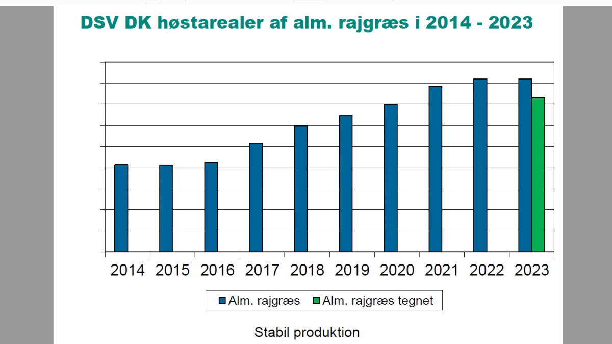 DSVs høstarealer med alm. rajgræs har de sidste tre år ligget stabilt og udlægget til høst i 2023 er stort set fuldtegnet.