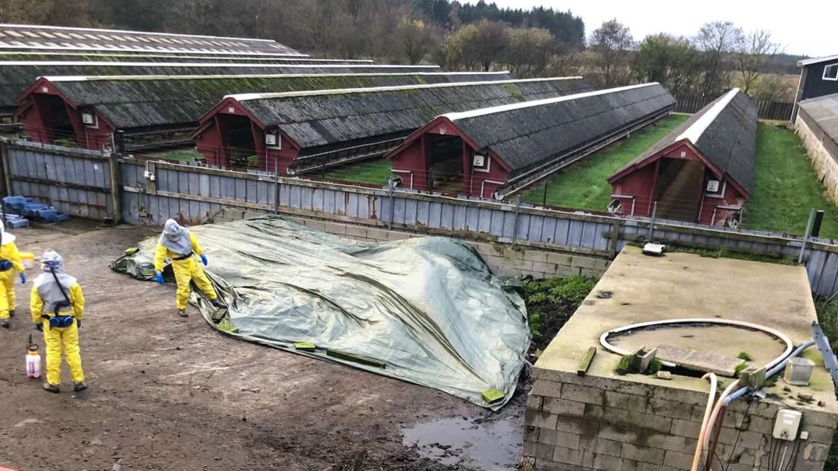 I efteråret 2020 fik minkavlere besøg af folk, der skulle aflive deres dyr. Snart kommer der embedsmænd forbi for at udregne den erstatning, minkavlerne skal have. Arkivfoto: Brian Langballe Kristiansen