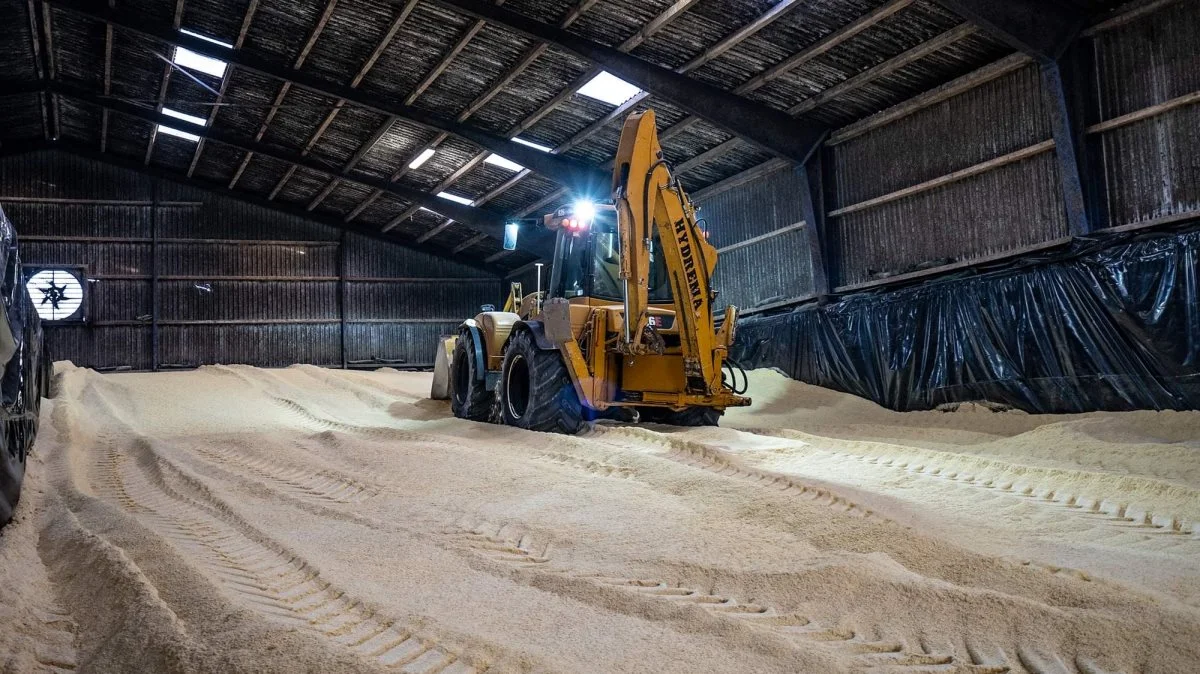 Her køres der kernemajs sammen i en af plansiloerne hos Jens Peter Nissen. I år blev det til lidt over 2.000 tons, som fodres op ved søerne, i klimastaldene og ved slagtegrisene. Foto: NDI Foto  