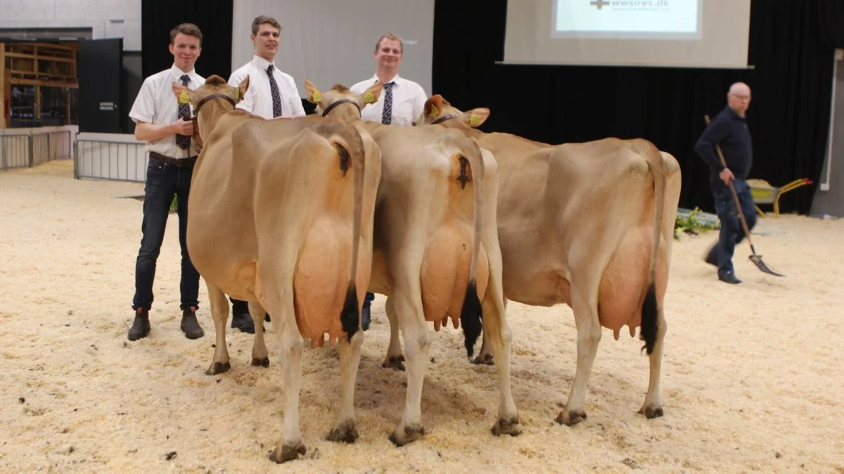 Agro Nord slår dørene op onsdag den 9. marts. Her ses bedste jersey-besætningsgruppe fra 2020. En gruppe fra Tastum Jersey ved Skive. Arkivfoto