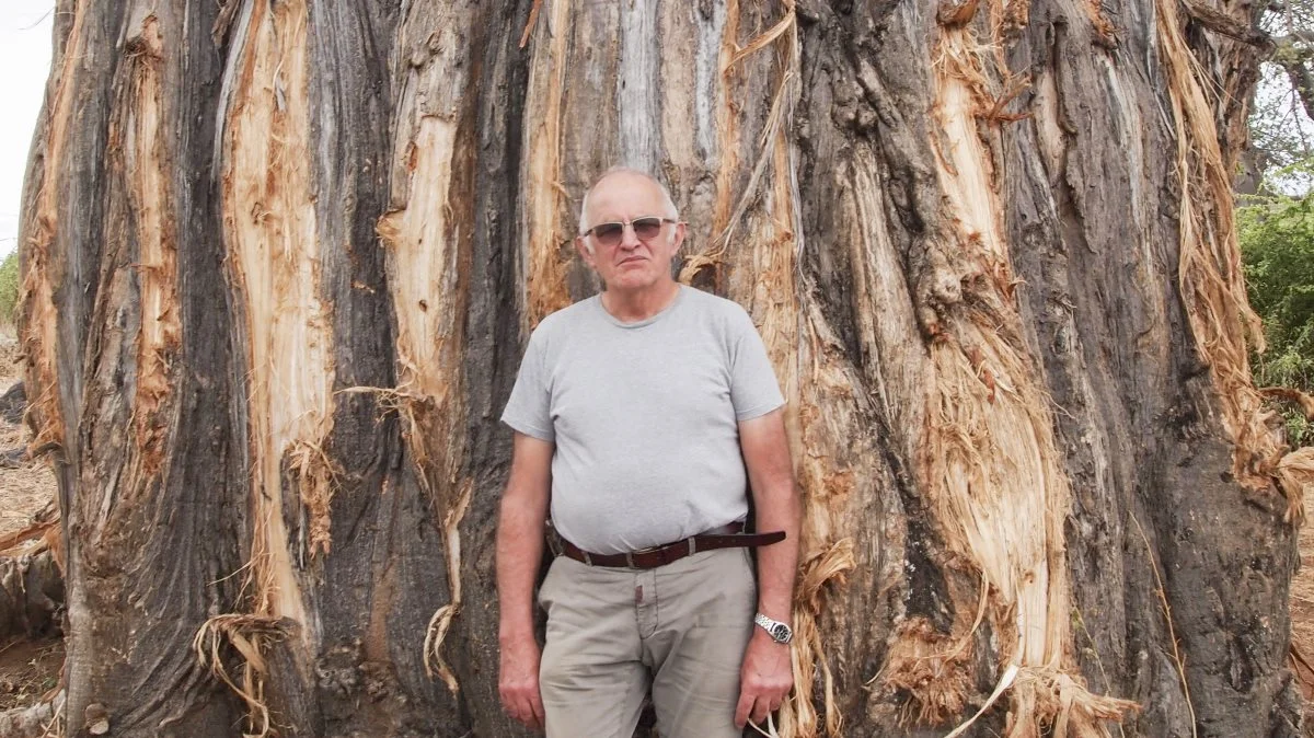 Peter Koustrup foran et baobab-træ med en dimension, som vist ikke findes i Danmark udover de næsten 2.000 år gamle ege i Jægerspris Storskov. Elefanterne hiver barken af i tørken, både for at få føde og vand. Kun baobabtræer kan holde til den behandling. Det her træ er 1.400-1.500 år gammelt.