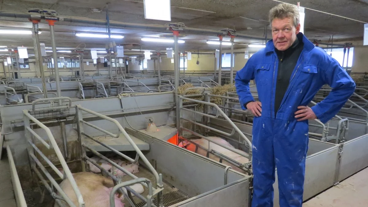 - Vores erfaring er, at søerne malker godt, når der er ensileret kernemajs i foderet. Resultatet er nogle virkeligt trivelige grise, siger Jens Peter Nissen. Foto: Erik Kjærgaard Christensen