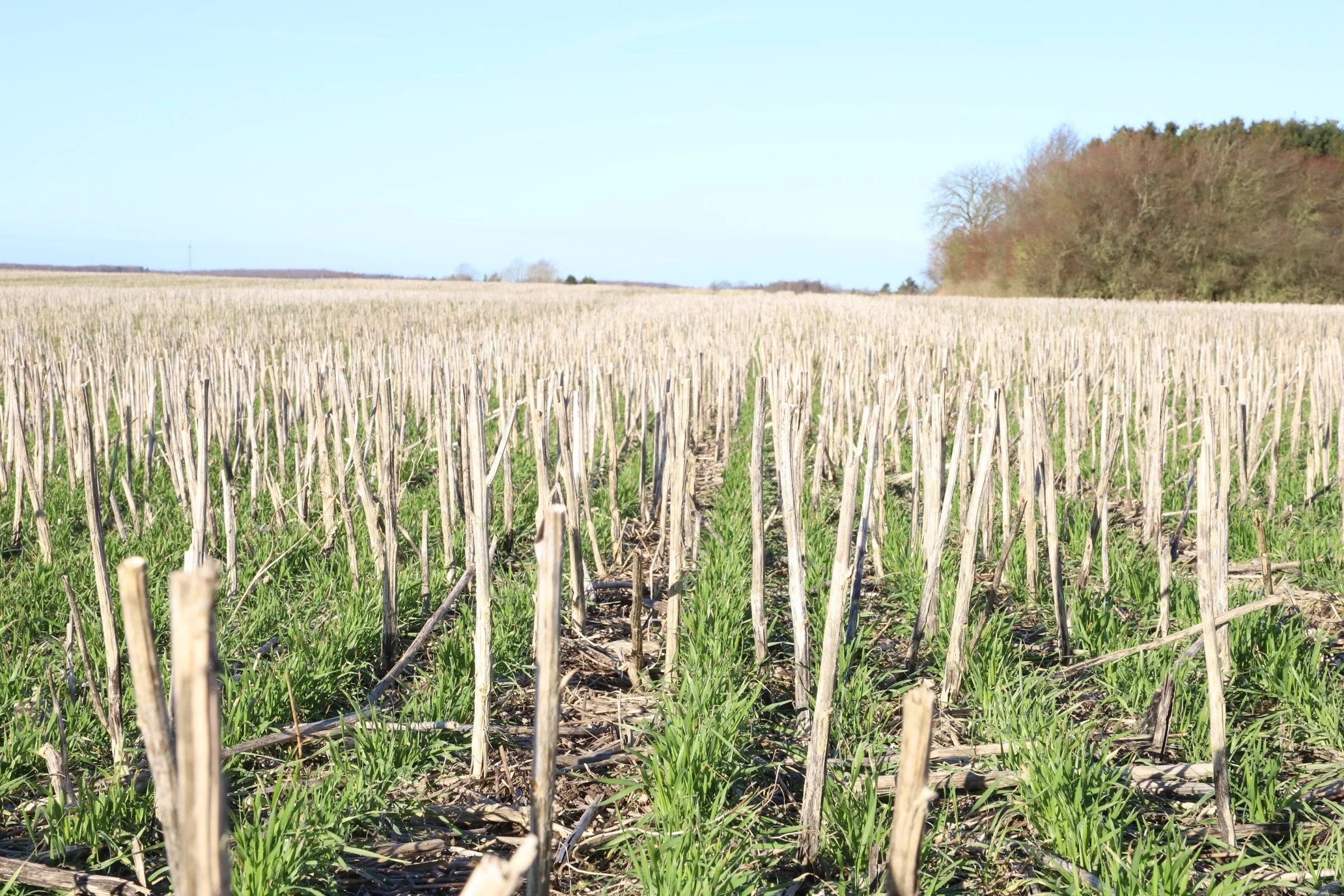 FRDK oplever stor interesse for pløjefri dyrkning og conservation agriculture. Den nye strategi for foreningen sigter mod 1.000 nye medlemmer inden 2025. Foto: FRDK