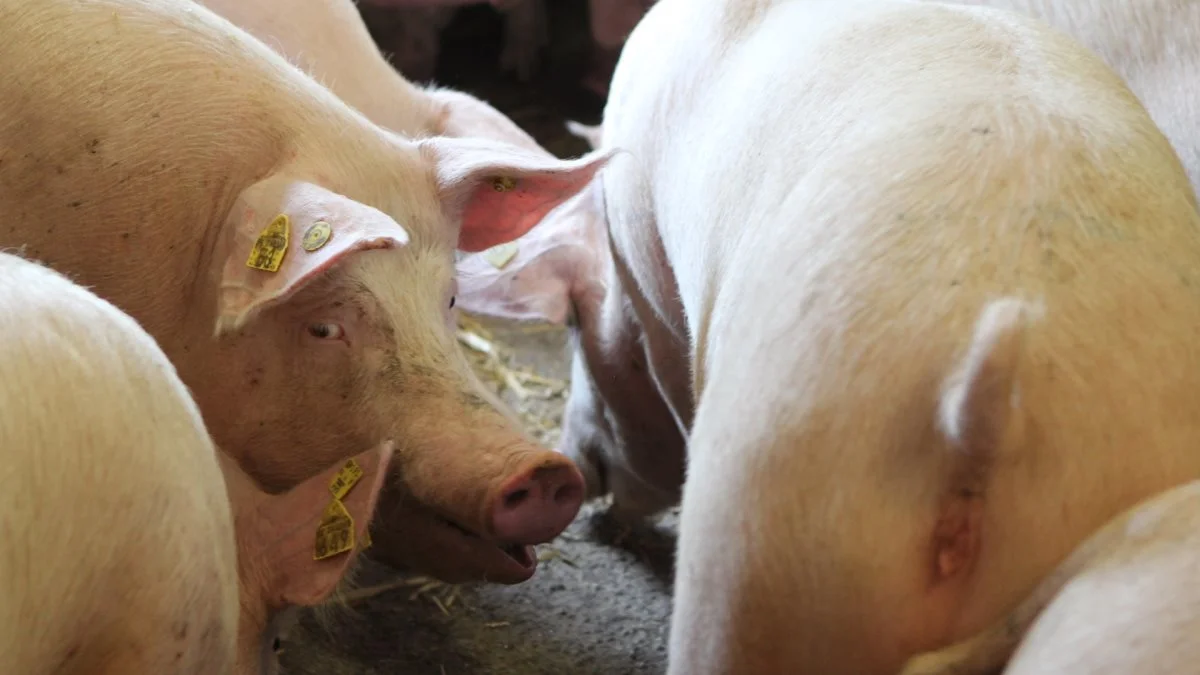 De to landbrugsorganisationer »National Pig Association« (NPA) og »National Farmers Union« (NFU) mener at situationen for britiske svineproducenter er forfærdelig. Arkivfoto: Christian Carus