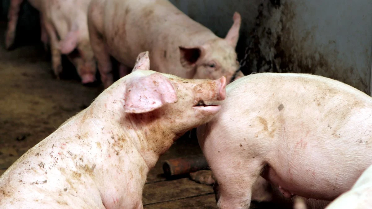 Et EU-projekt under ICT-Agri-Food netværket - TailBiteAdvice, der blev søsat i 2021, skal bidrage til at udvikle et beslutningsværktøj, som skal hjælpe til at komme problemerne med halebid til livs. Arkivfoto: Anne Wolfenberg.