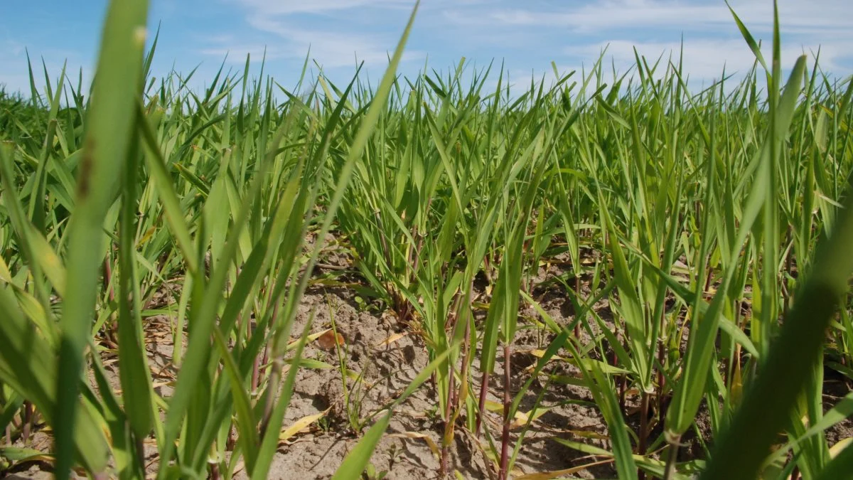 »En særlig kæphest har været en hetz målrettet landbrugets muligheder for at tildele markens afgrøder den nødvendige næring for at producere sunde og næringsrige fødevarer«, skriver læserbrevsskribenten.