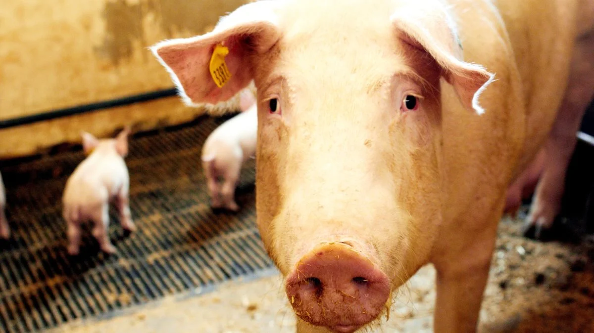 Det har været et hårdt år for smågriseproducenterne. Sådan lød det, da Agri Nord fremlagde regnskabsresultater for 2021. Arkivfoto: Tenna Bang