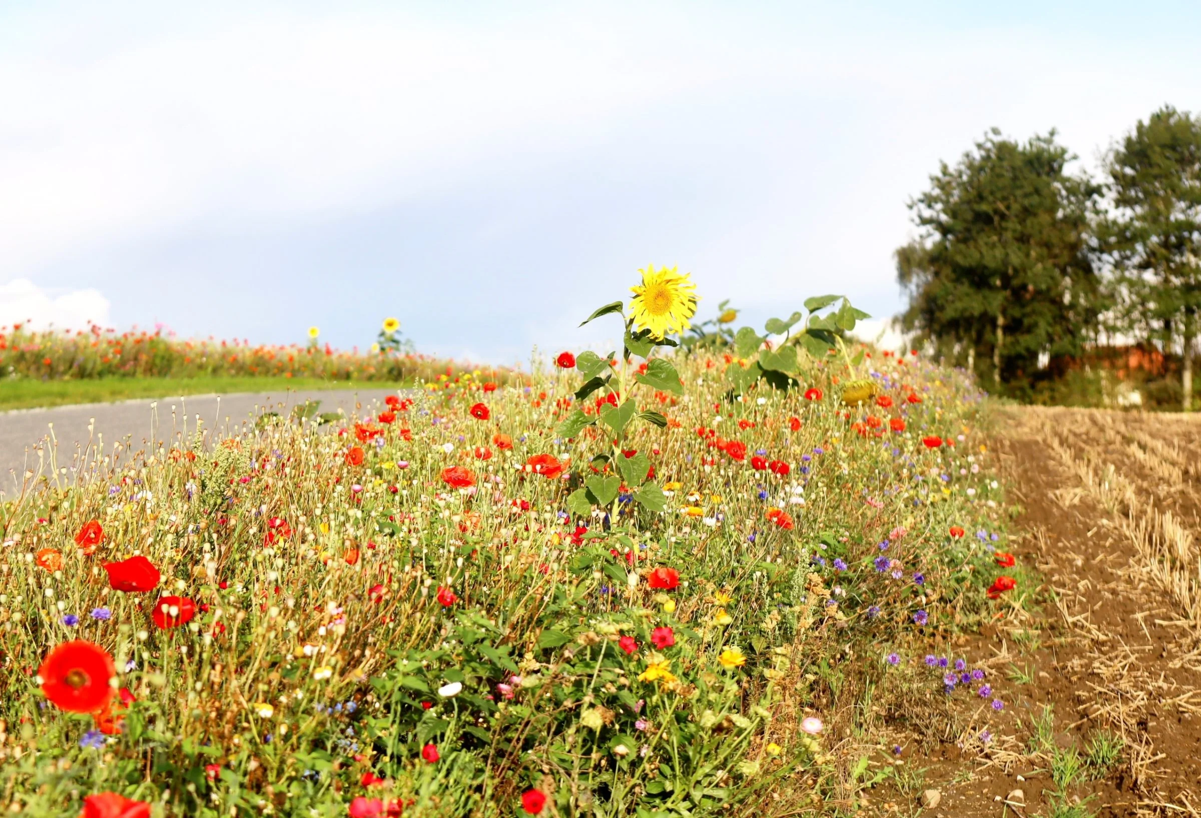 Blomsterstriber er gode levesteder for nyttedyr, derfor skal de lægges om så sjældent som muligt. Arkivfoto: Erik Hansen