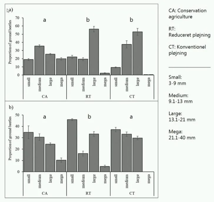Søjlerne viser størrelsesfordelingen af nyttedyr i tre forskellige dyrkningssystemer i henholdvis 2018 (øverst) og 2019. I de pløjede marker fandt man ingen megabiller, som er fra 21,1 til 40 millimeter lange. Kilde: Københavns Universitet