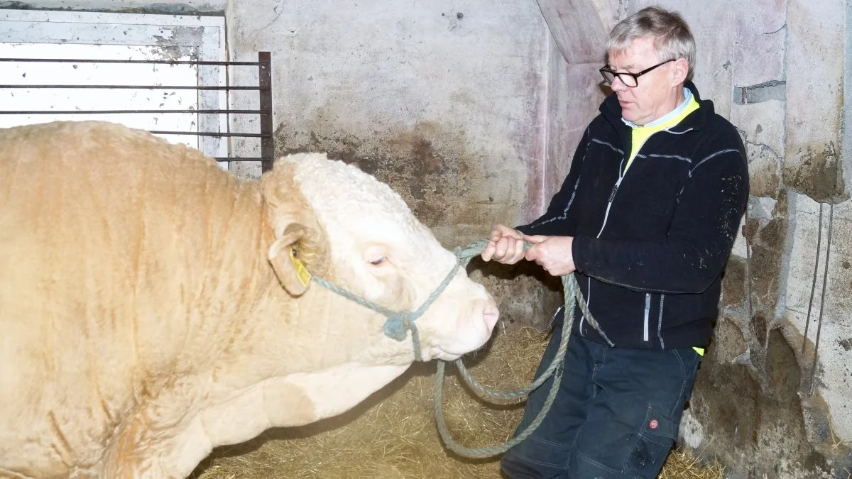 Mogens Hansen, formand for Østlige Øers Kødkvægsudvalg, håber at »klargøringsdagen« den 5. marts kan tiltrække mange kødkvægsavlere.