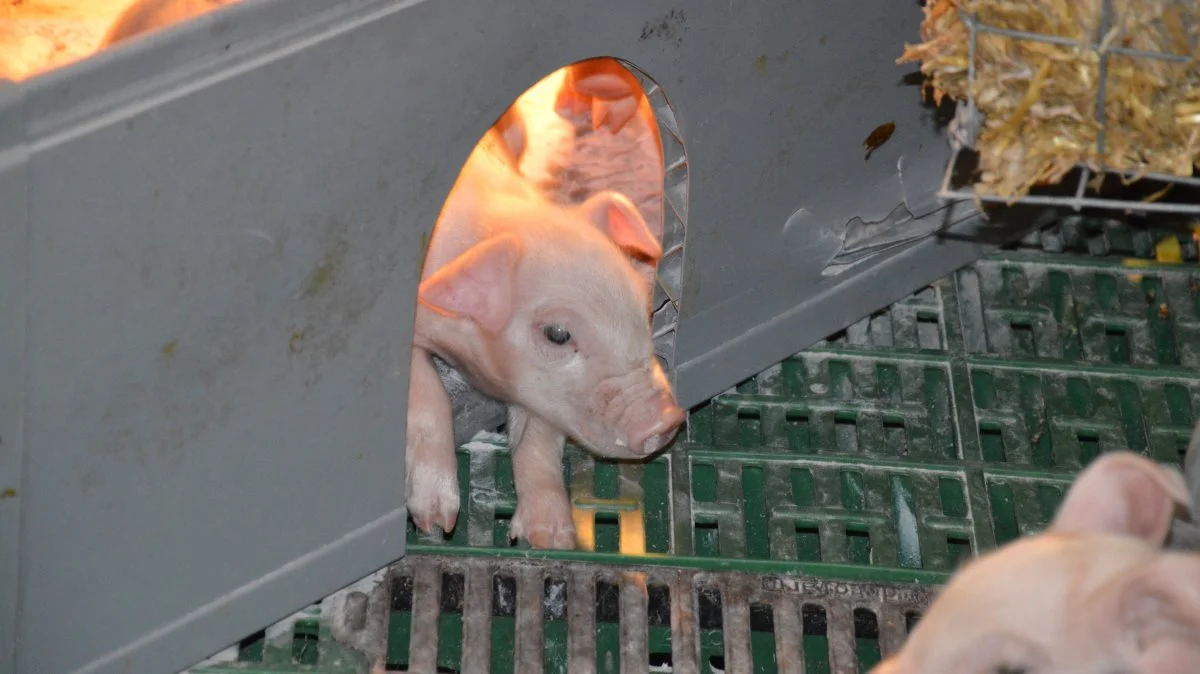 - Sæt en hundehulsplade for hulen, inden I går hjem., lyder opfordringen også fra svinekonsulenten. Arkivfoto: Camilla Bønløkke