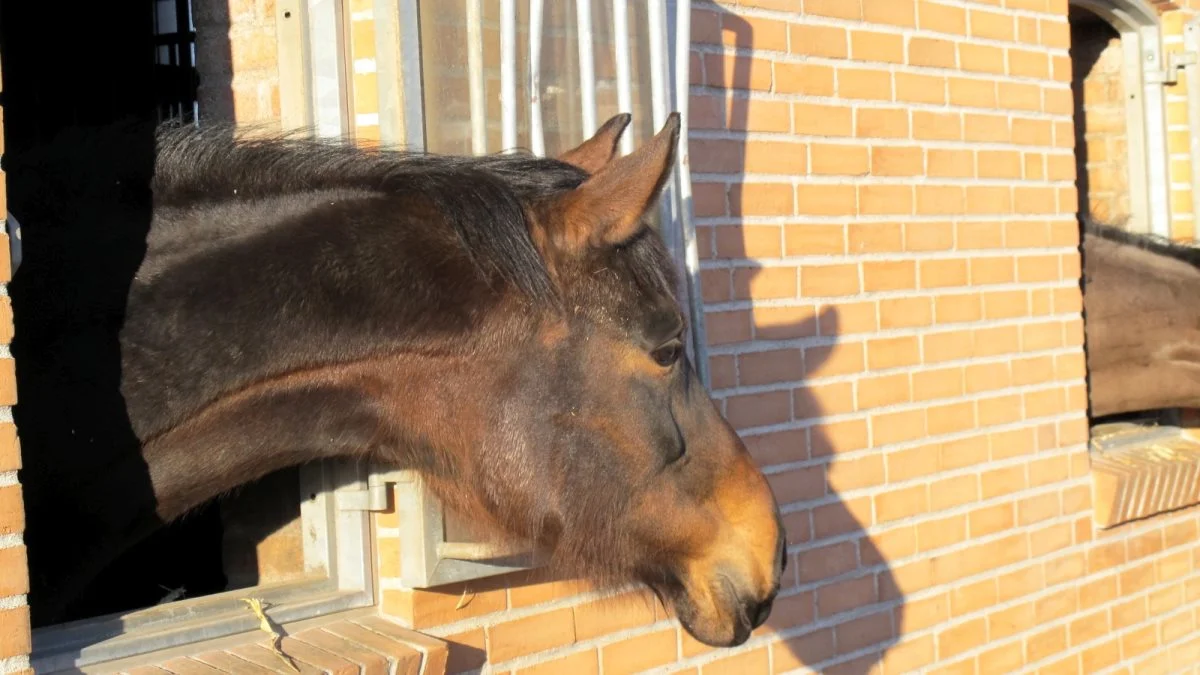 Når det kommer til sammensætning af den optimale foderplan til den enkelte hest, gør Bitten Skovgaard det klart, at hun er glad for det naturlige og det simple. Arkivfoto: Camilla Bønløkke