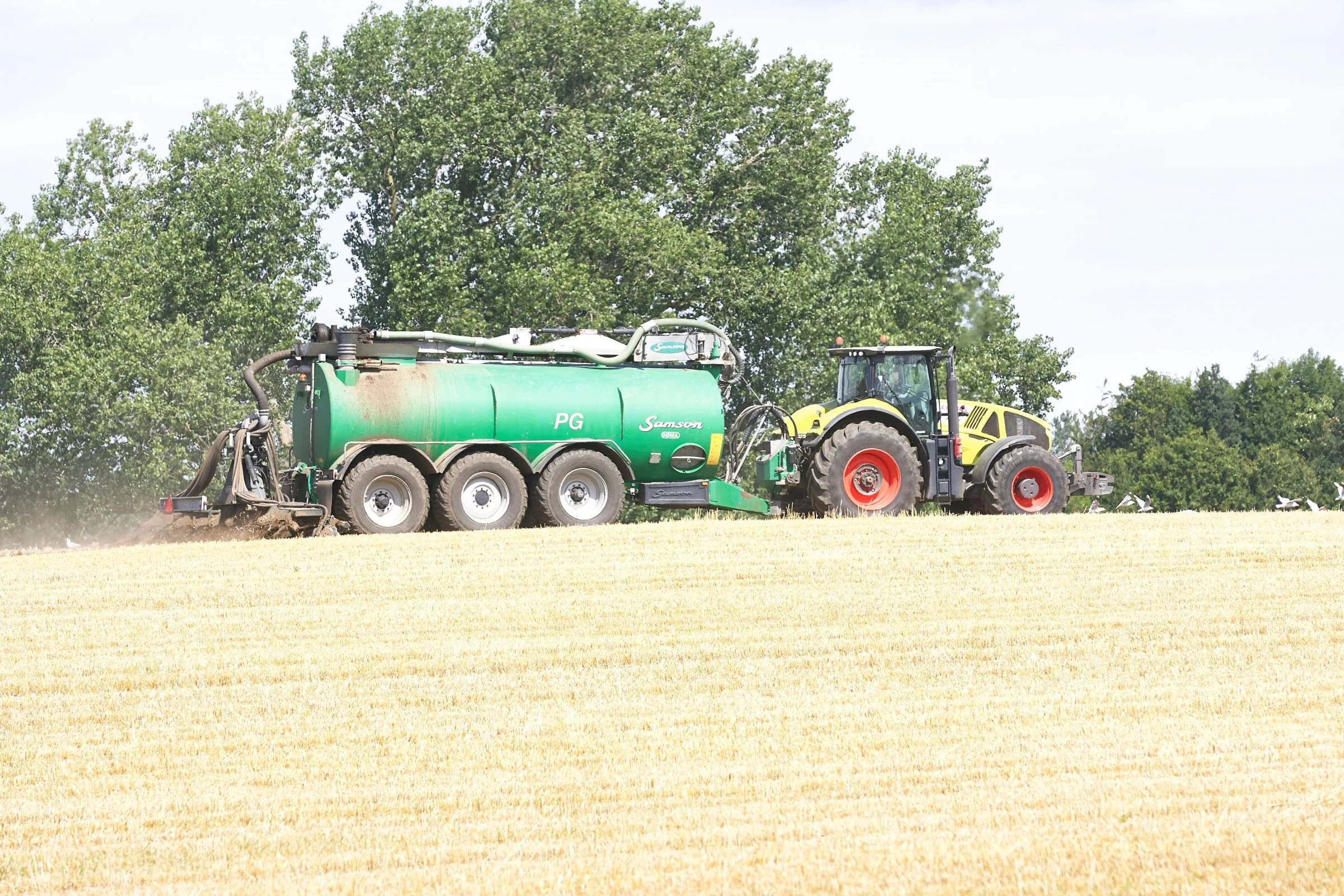 Landbrugsstyrelsens krav til gylleanalyser kunne være blevet et problem de steder, hvor der er nedfældet gylle til raps, før kravet blev stillet. Derfor er det nu udskudt til 1. august 2022. Foto: Erik Hansen