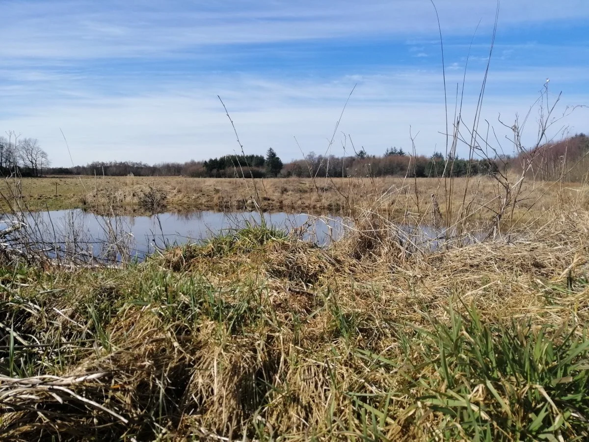 Områder som dette, hvor naturen får lov til at råde, skal blive mere udbredt. Det er et af målene med den nye landbrugsstøtte. 