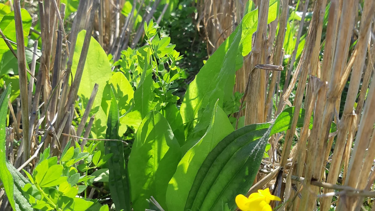 Grundprincippet i regenerativt landbrug er, at jorden, som i »conservation agriculture«, er dækket af afgrøder året rundt. Her en undersået efterafgrøde i vinterhvede med mange arter. Foto: VKST