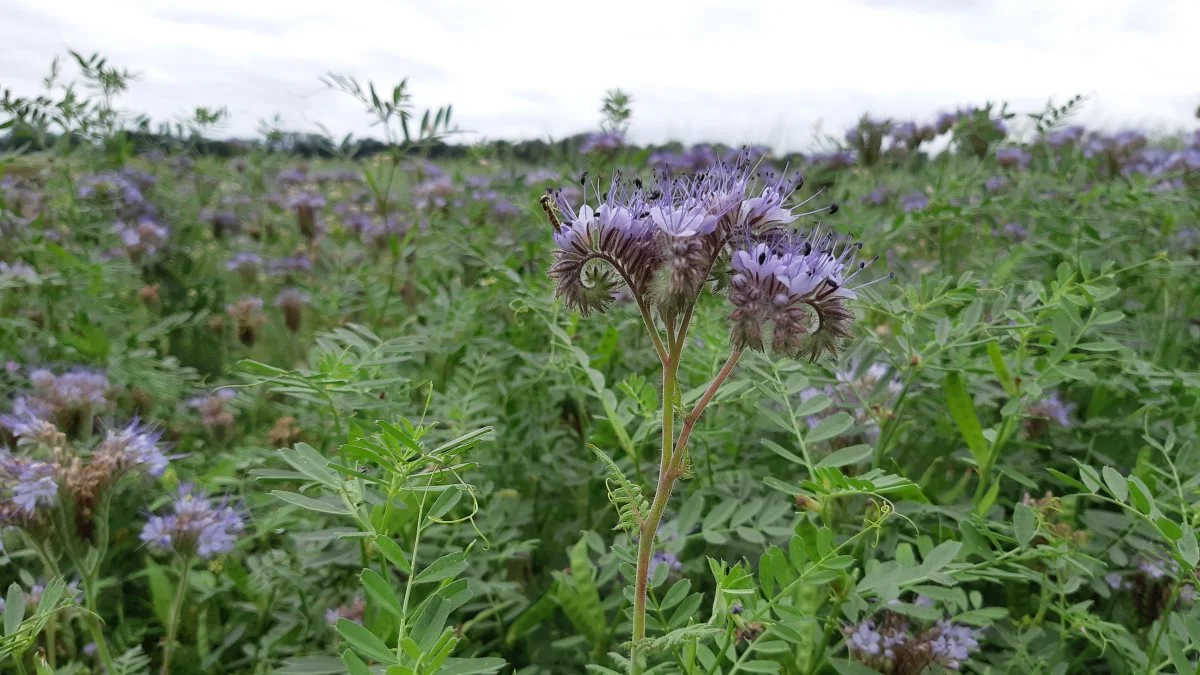 Efterafgrøder med flere arter spiller en meget vigtig rolle i principperne bag det regenerative landbrug. Her en blanding med honningurt og vikke. Foto: VKST   