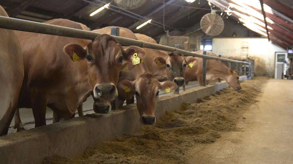 77 køer, en malkerobot og automatisk fodring er hverdagen på Raunlund ved Randers.
