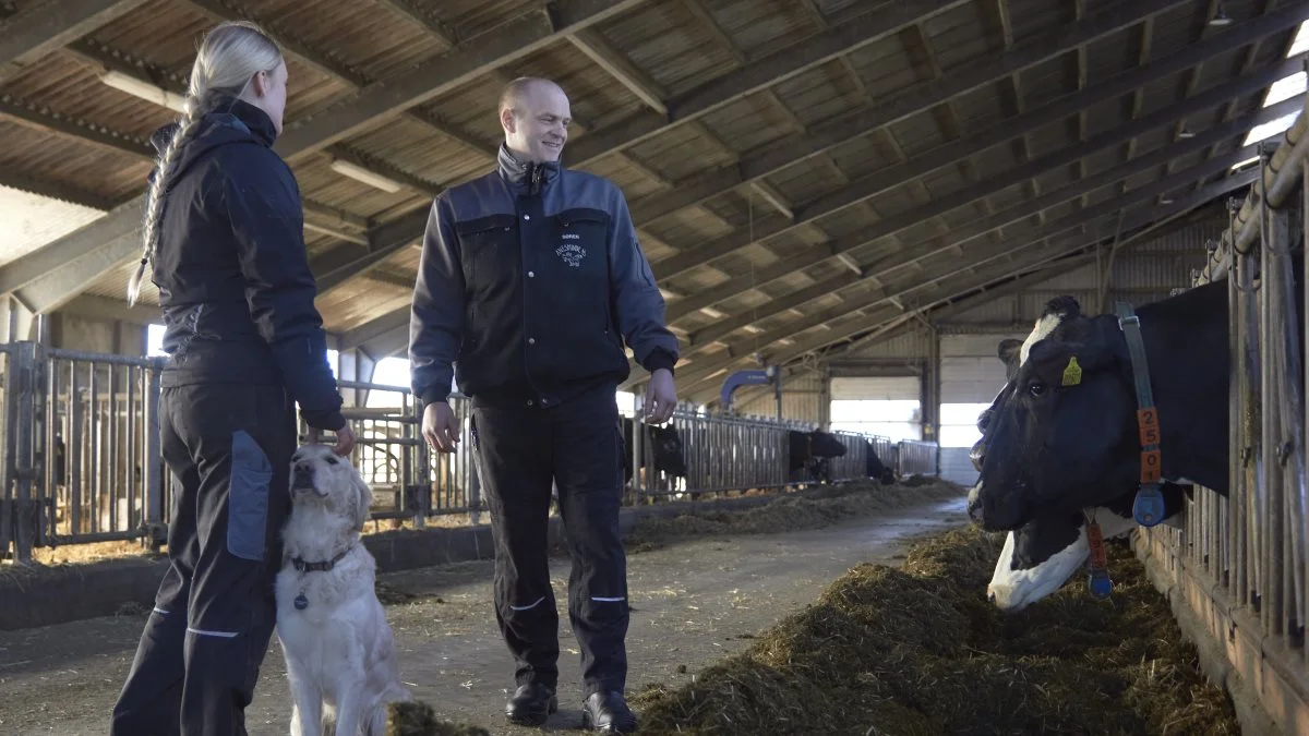 Søren og Mette inseminerer selv halvdele af køerne hver. Og snakker meget om avl og reproduktion i besætningen.