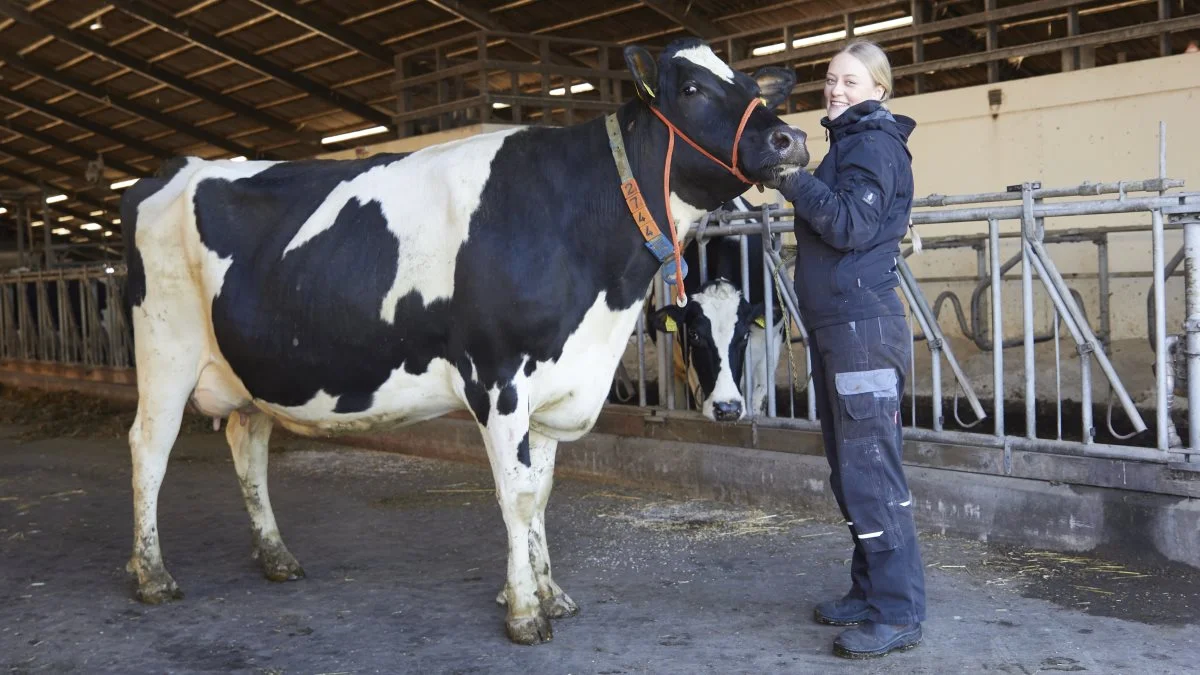 - Det er mig, der har ansvaret for alt det omkring Agro Nord. Og jeg får hjælp af Søren og nogle kammerater til at vaske, klippe, trække i ringen og så videre, siger Mette Boisen.
