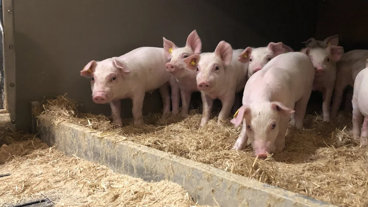 I forhold til den nye EU-forordning påpeger Christian Strøyer, der er kontorchef for Dyrevelfærd & Veterinærmedicin hos Fødevarestyrelsen, blandt andet, at det er vigtigt, at der i landmandens praksis er fokus på de handlingsplaner, som man sammen med besætningsdyrlægen skal udarbejde i forbindelse med f.eks. flokbehandling. Arkivfoto