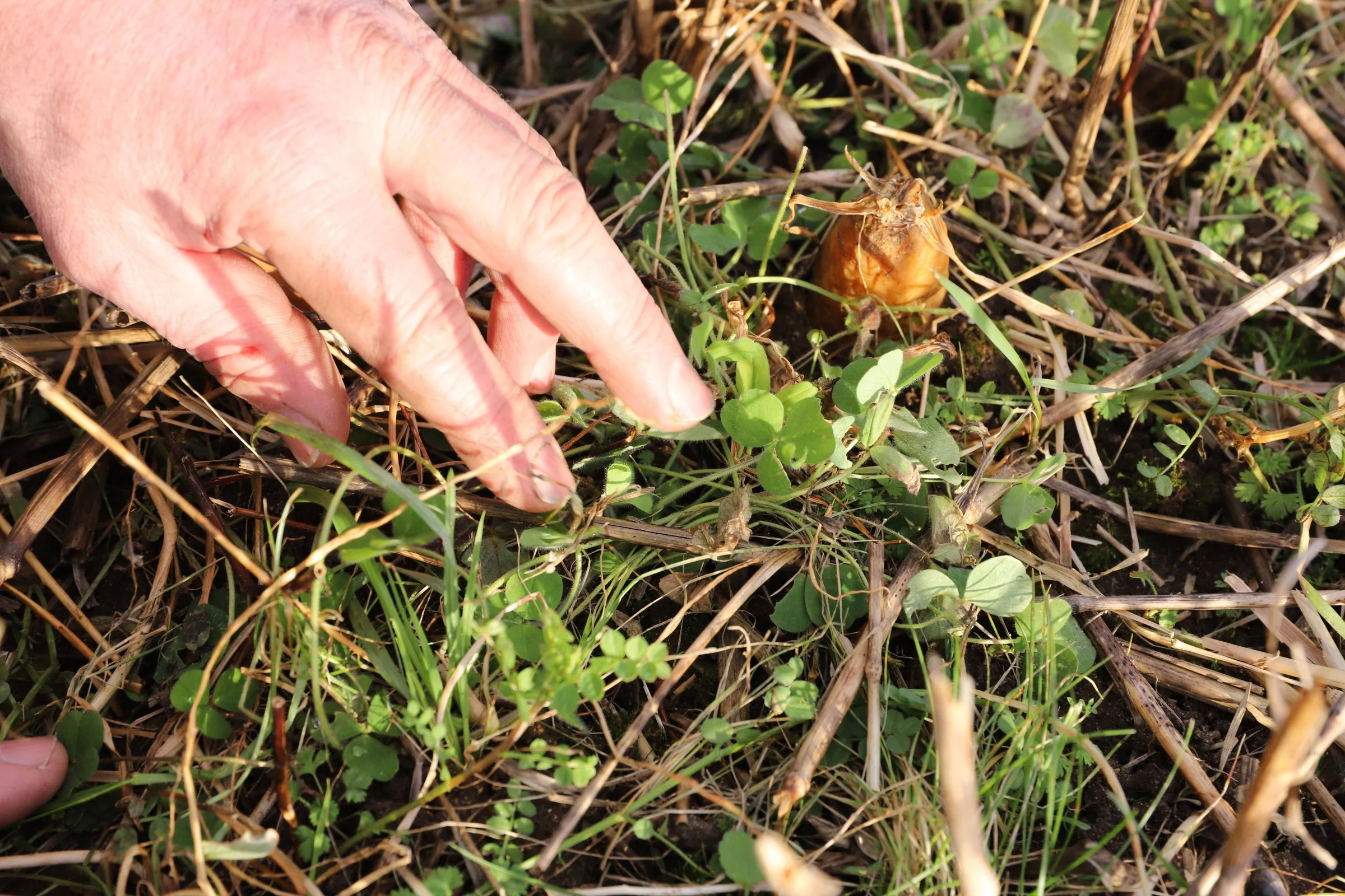 Der er stadig masser af liv i CarbonFarm-blandingen midt i februar måned. Der er god vækst i både blodkløver og vintervikke. Foto: Anne Kjærsgaard Krogh