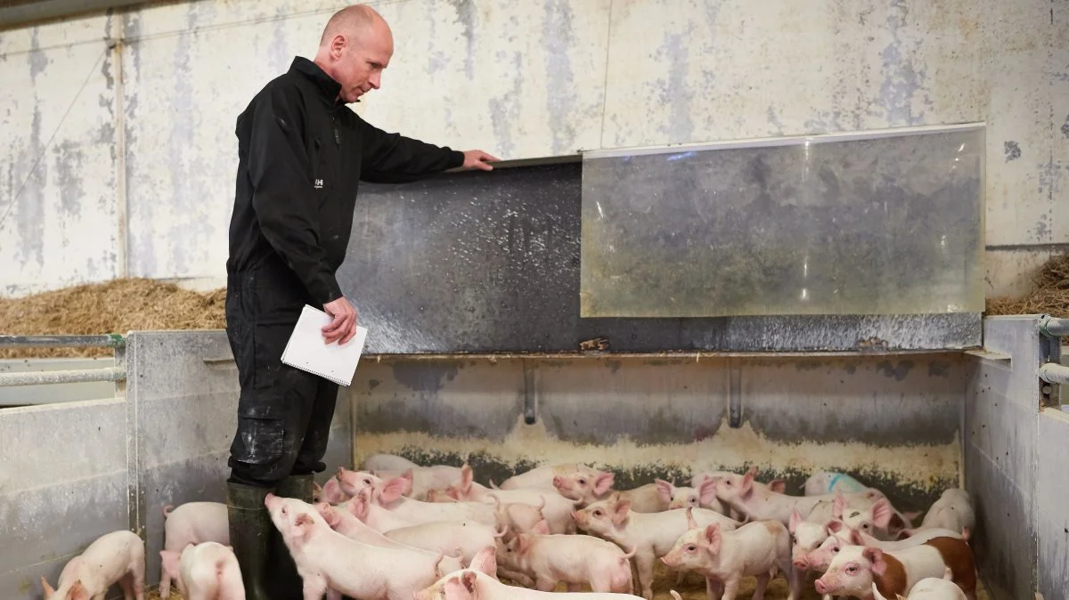 Ifølge seniorrådgiver Jes Callesen fra SvineRådgivningen kan forekomsten af salmonella hos grise reduceres ved at bruge mere groft formalet foder. Foto: SvineRådgivningen