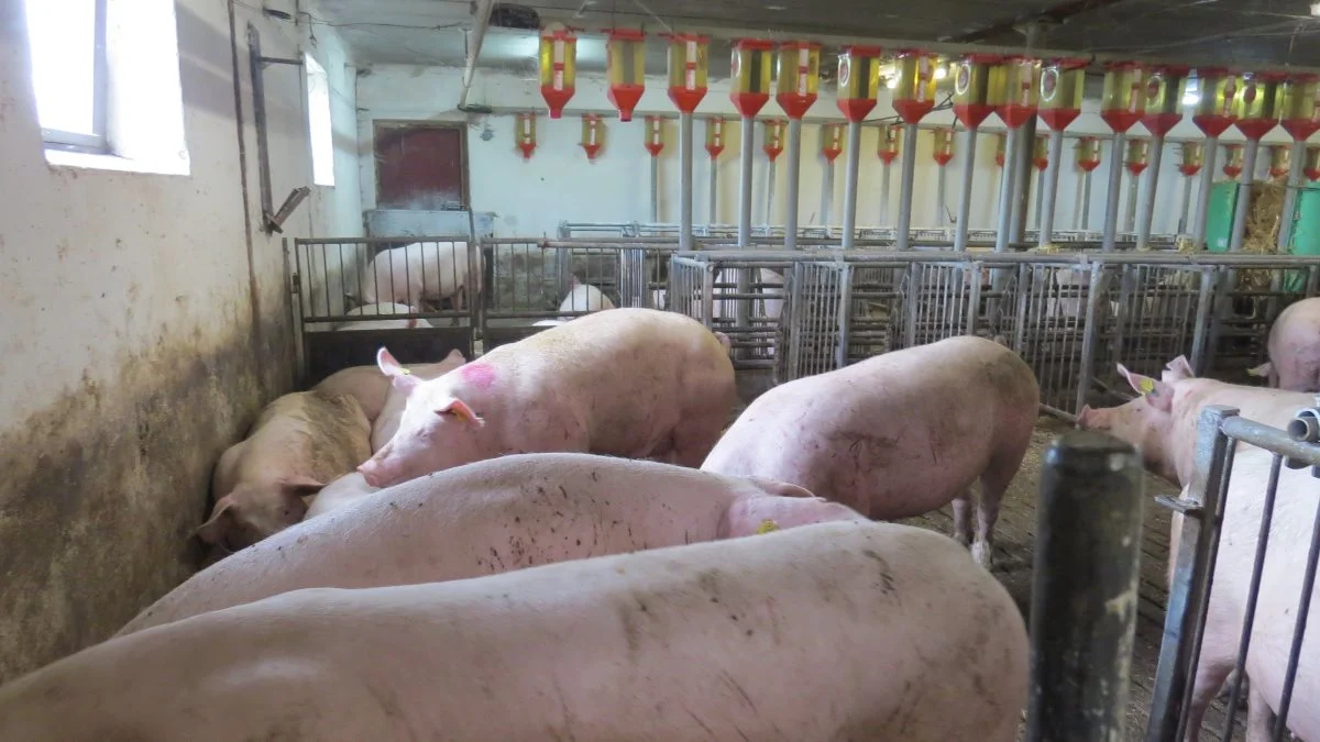 Vælger man ikke at tørre vådt korn ned, så det skal formales grovere, betyder det ikke så meget hos søer, fordi de har en mere effektiv fordøjelse. Foto: Erik Kjærgaard Christensen

