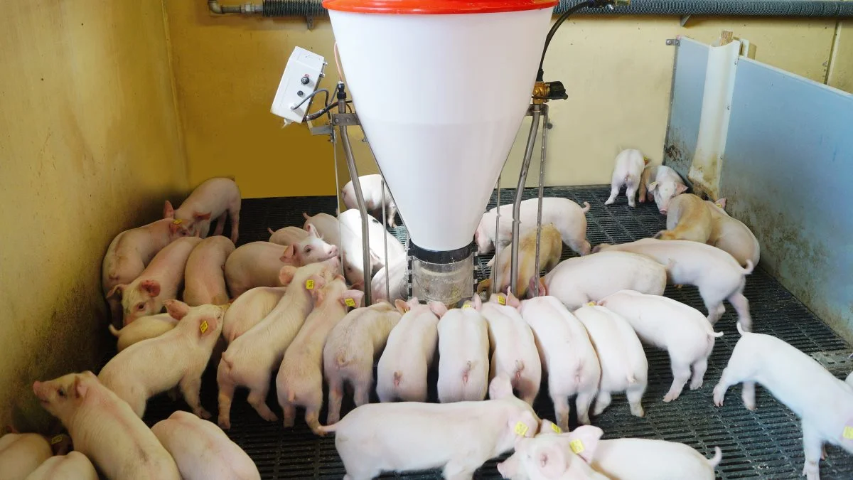 En afprøvning ved Seges viser, ifølge seniorrådgiver Jes Callesen, at grovere formalet foder har stort set samme effekt på diarré hos smågrise som tildeling af zink. Arkivfoto

