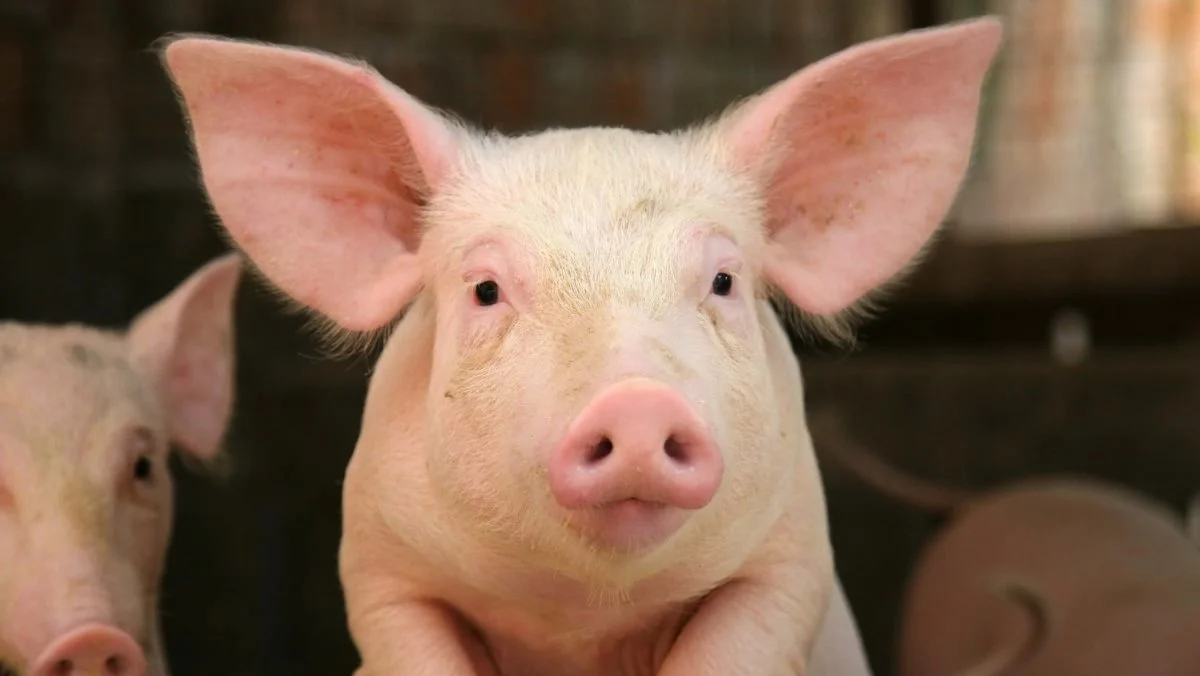 Foto: Fotolia