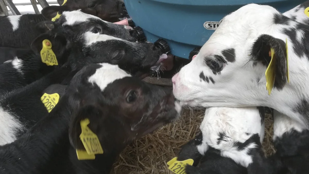 Hos Arentoft Agro ligger man selv inde med masser af praktisk erfaring med kalve. Firmaet opkøber nemlig selv cirka 4.000 kalve om året, som fedes op til slagtning.