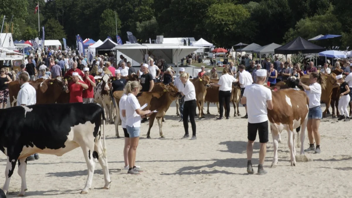 Hobro Dyrskue er tilbage lørdag den 4. juni. Arkivfoto: Agri Nord