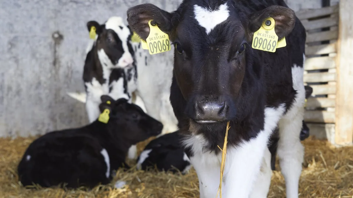 Asger Ladefoged har indtil nu udelukkende insemineret alle kvierne med kønssorteret sæd, men nu begynder han også at sikre en kviekalv på alle 1. kalvskøerne.