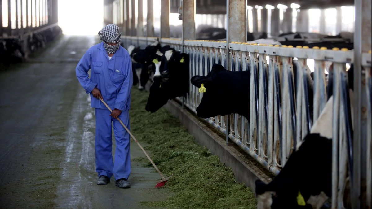 Nogle af verdens største - og mest moderne - farme med op mod 200.000 malkekøer, millioner af kyllinger eller grøntsager ligger samlet syd for Riyadh. Men al foder skal hentes fra Sydamerika eller Australien.