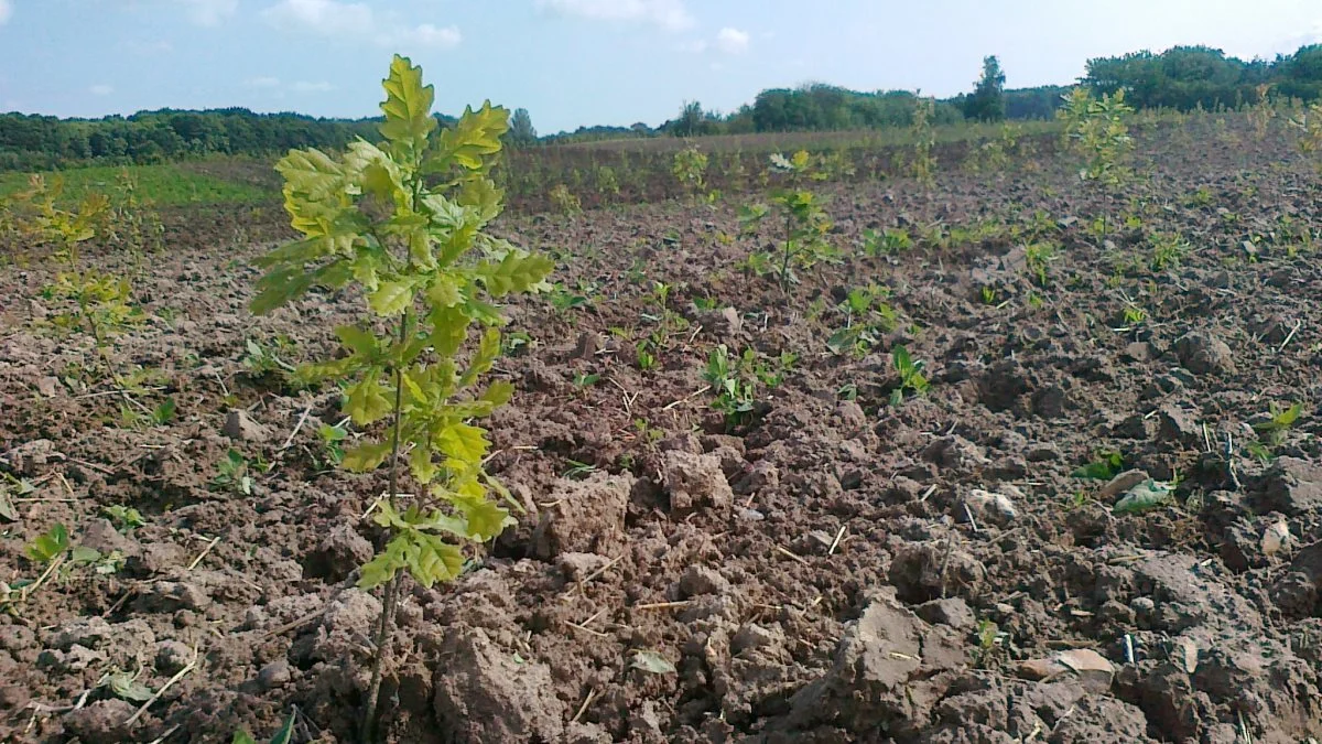 Der er mange gode grunde til at plante ny skov. Foto: LandboSyd