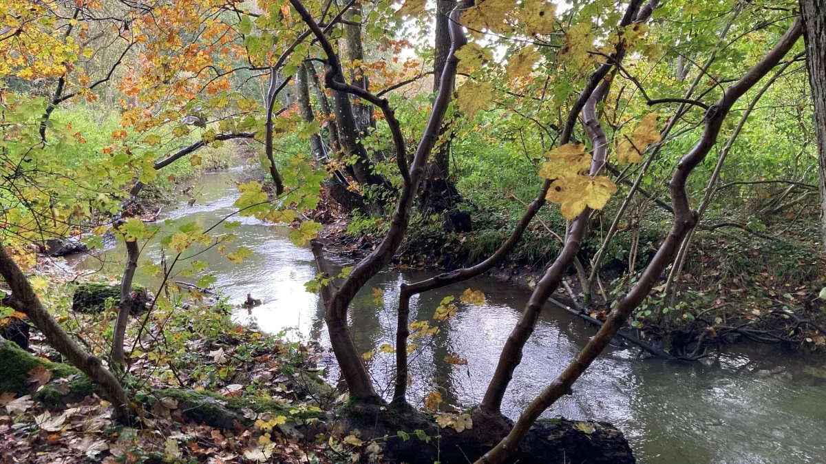 Urørt skov er skove, hvor skovdriften er ophørt, og som med tiden får mange gamle træer, døde stammer og en stor biodiversitet. Foto: LandboSyd