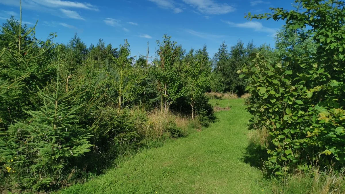 Man planter overvejende hjemmehørende arter som eg, bøg, fuglekirsebær og lind, men der kan være lidt udenlandsk som nåletræer osv. Foto: LandboSyd