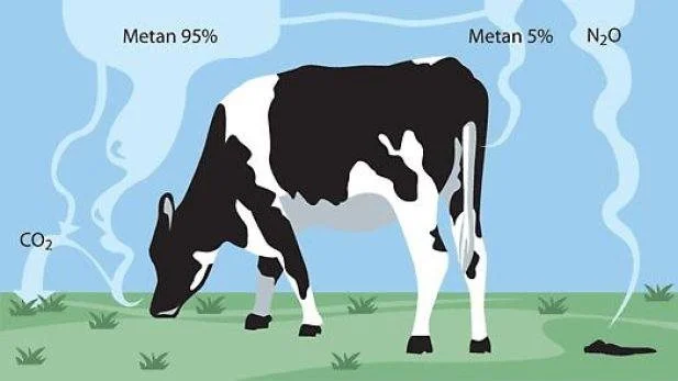 95 procent at det metan som koen udleder, udskilles som bøvser og den sidste fem procent som prutter. Foto/Illustration fra Agri Nord-oplæg