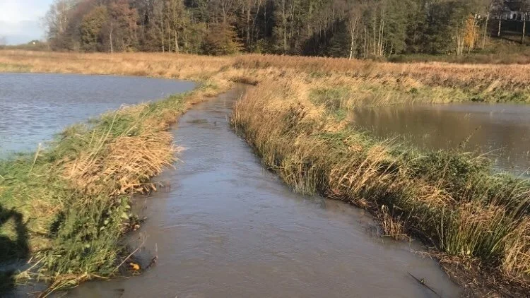 Spildevand bidrager med næringsstoffer til farvandet og oversvømmer indimellem landmændenes marker. Som her hos planteavler Klavs Christensen, der bor ved Randers. Foto: Privat