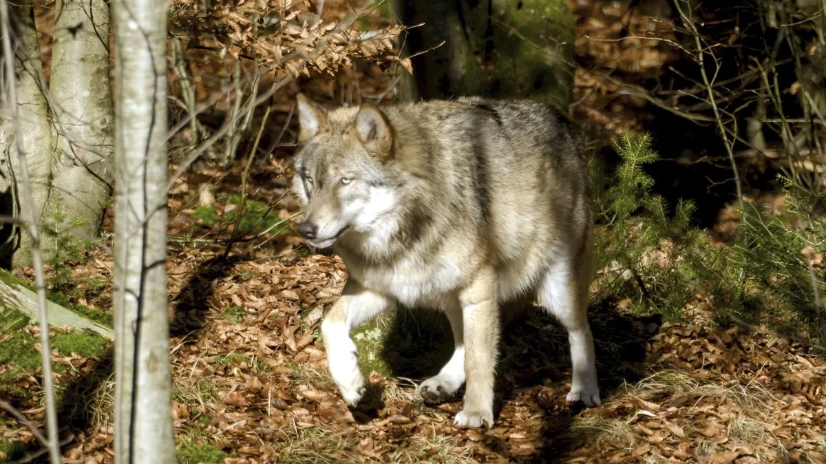 Ulves angreb på husdyr skyldes ifølge forskere først og fremmest det landskab, de befinder sig i, mere end det er udtryk for individuel specialisering og præference for husdyr. Arkivfoto