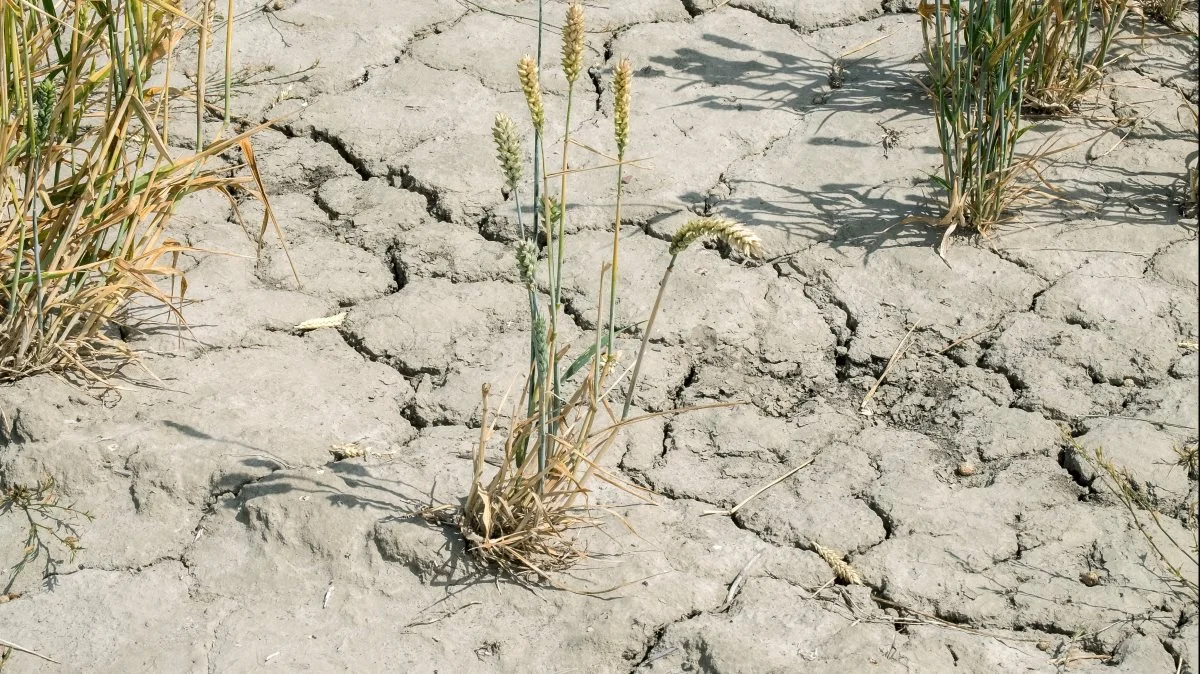 Klimaforandringerne har primært ramt landbruget i de mellemliggende og sydlige breddegrader. På de nordlige breddegrader har effekten dog været positiv, lyder det i rapporten. Foto: Colourbox.
