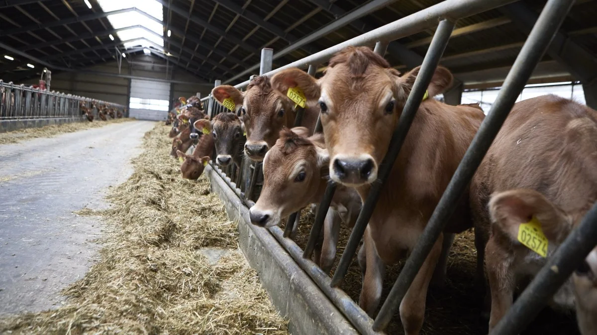 VikingLivestock stopper øjeblikkelig al eksport af levedyr til Rusland. Arkivfoto: Erik Hansen