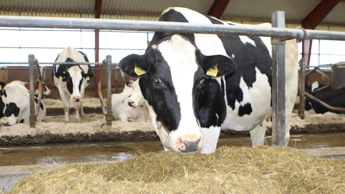 Op til 60 procent af de globale drivhusgasemissioner fra mælkeproduktionen stammer fra enterisk metan fra malkekøer. Foderadditivet Bovaer kan ifølge producenten konsekvent reducere disse metanemissioner med omkring 30 procent. Arkivfoto: Line Brusgaard