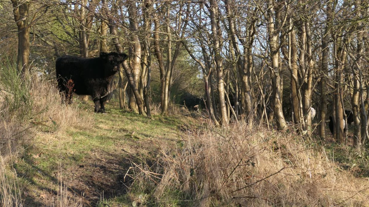 Naturnationalparker fortrænger landbrugets naturpleje med landbrugsdyr, jagt og skovbrug. Det er et politisk projekt, som man med gentagne usandheder om biodiversitetskrise i Danmark har fået fremmet på højeste niveau, skriver læserbrevsskribenten. Arkivfoto