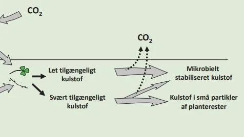 »Planter optager CO2 gennem fotosyntesen og afgiver organisk bundet kulstof til jorden i form af planterester i blade, stængler og rødder, samt såkaldte eksudater fra især rødderne. Disse stoffer nedbrydes af mikroorganismer (bakterier og svampe), hvorved en del kulstof returneres til atmosfæren, mens andet indbygges i mikrobiel biomasse og stabiliseres. Kulstof fra planter kan groft opdeles i let tilgængeligt og svært tilgængeligt…Det svært tilgængelige kulstof, for eksempel de strukturelle dele af plantestænglen, nedbrydes også af mikroorganismerne – dog langsommere. En del af det svært tilgængelige kulstof fra planterne nedbrydes til små partikler, som beskyttes i jordaggregater (de mindste jordklumper) og derved bidrager til lagring af kulstof.«
Kilde: »Kulstoflagring ved hjælp af dybe rødder« i Aktuel Naturvidenskab (4/2020) – Jørgen E. Olesen m.fl.
