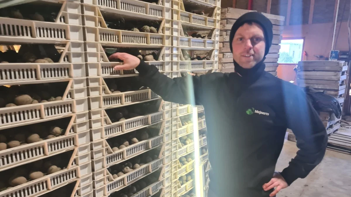 Kasper Mejnertsen og kollegerne har katofler i 10 kg kasser i spiringshallen, hvor der er kartofler nok til et areal på 20 hektar.
