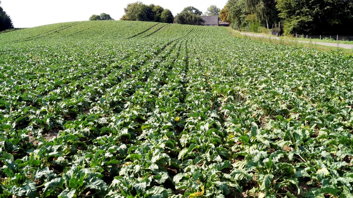 Når vejningen er registeret, opsamles vejedata i Smart Weighing System-Agro, og på bedriften kan man let danne sig overblik over status gældende for såvel mark og lager.